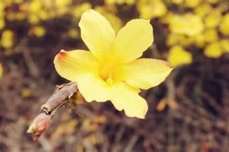 迎春花秋季可以用肥吗？