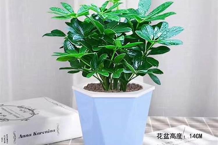 熊掌木的养殖方法和注意事项