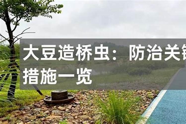 大豆造桥虫的发病规律是什么？