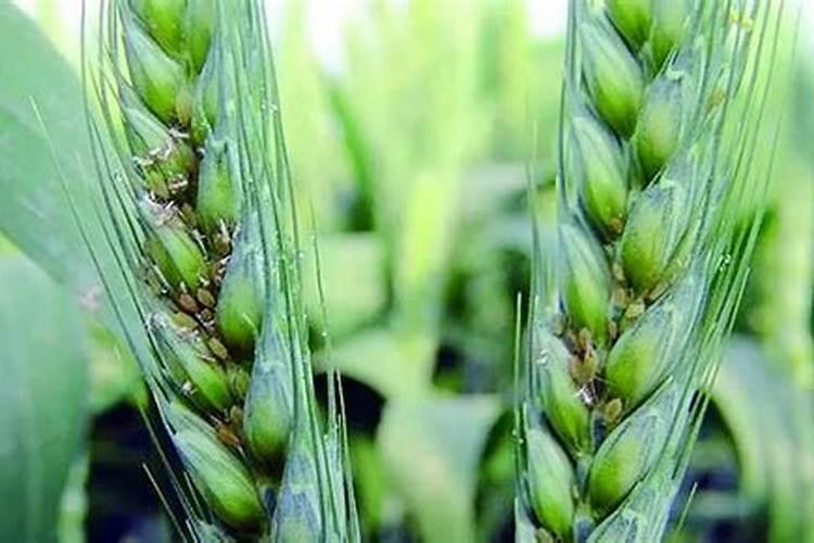 小麦蚜虫：揭秘其发生特点与生态影响？