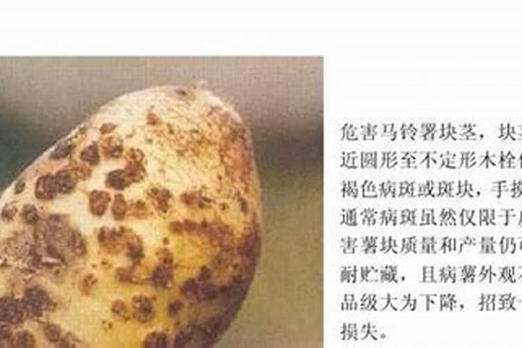 守护番木瓜的健康：疮痂病的防治策略解析