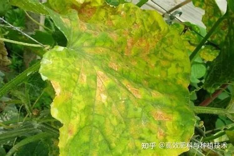 揭秘黄瓜叶片黄化卷曲的克星：有效治理策略解析