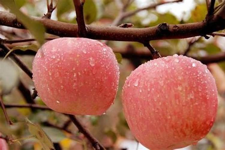红富士苹果果实偏斜是什么原因？怎样预防？