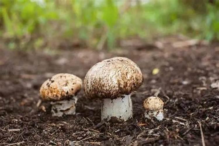 香菇栽培的艺术：技术要点与注意事项全解析