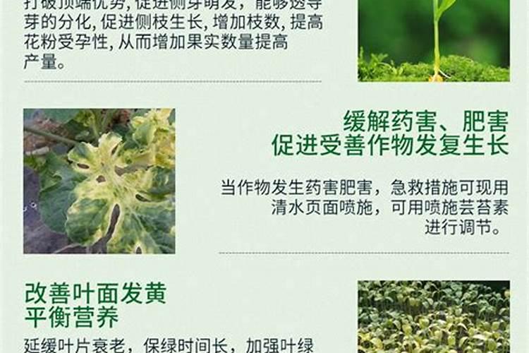 青菜打什么叶面肥用芸苔素效果好？