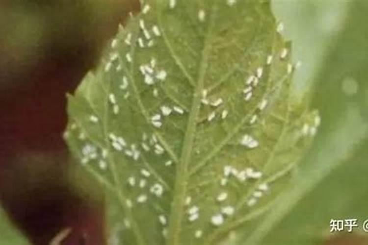 花卉容易得哪些病虫害？如何防治花卉病虫害？