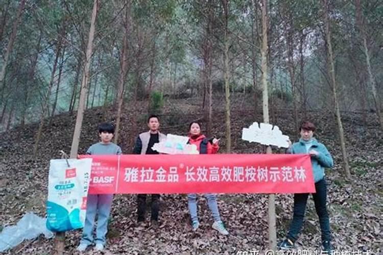 桉树配方施肥技术