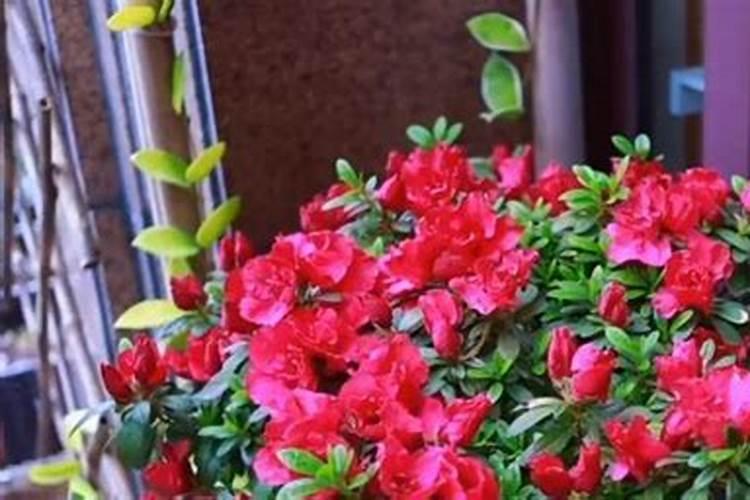 杜鹃花浇水的技术要点