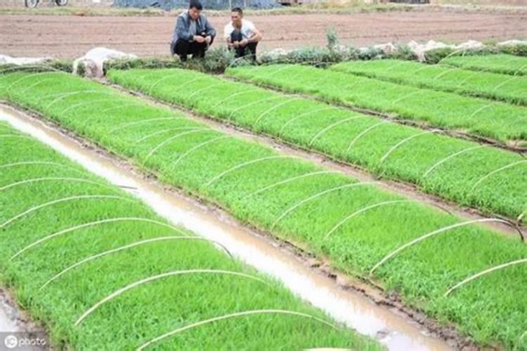 水稻育苗时期容易遇到的8个问题，怎么解决？