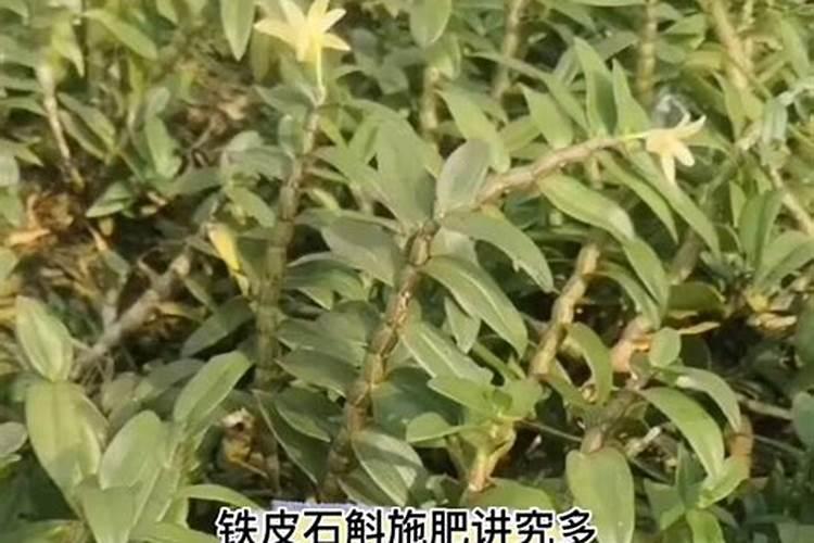 铁皮石斛的施肥方法？