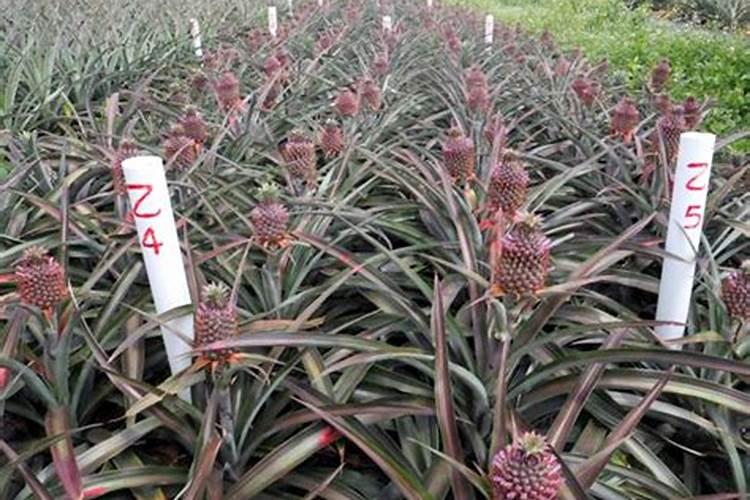 揭秘：如何用药物控制延迟菠萝开花？