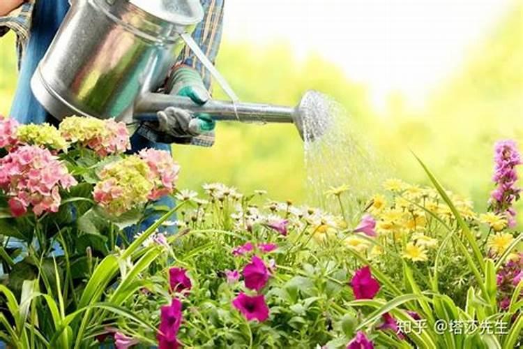 夏天应该怎么给植物浇水施肥种花夏天要怎样浇水