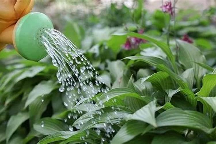 夏天应该怎么给植物浇水施肥夏天应该如何给植物浇水施肥