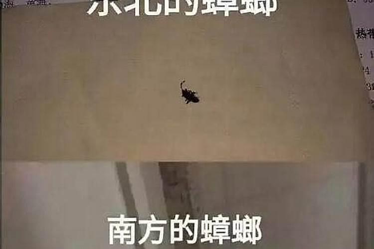 前几天想灭小强的,突然天冷了,小强怎么都不见了,他们会去哪了啊,是不。
