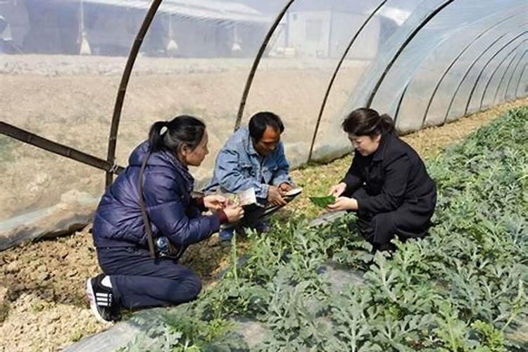 细菌农药施用的智慧：安全与效能的双重保障
