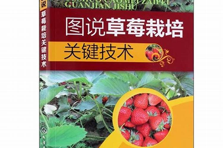 草莓中后期管理：关键步骤与技巧解析
