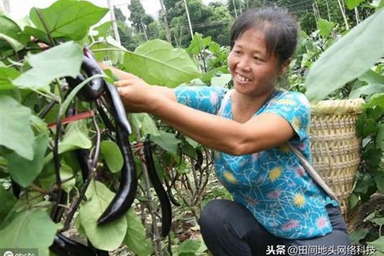 保护地茄子的需肥特性及施肥技术