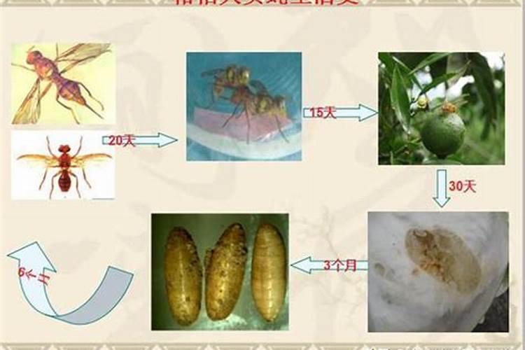 守护绿金：化学武器在柑桔害虫防治中的战略应用