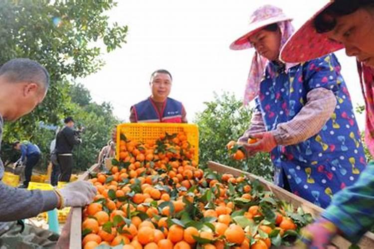 揭秘六月份喷药催熟沙糖桔失效之谜