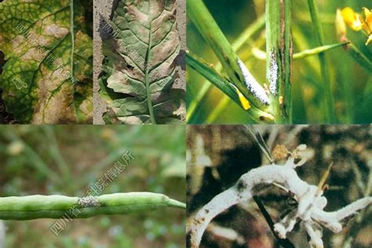 绿色护卫：战胜油菜叶枯病与霜霉病的药剂选择