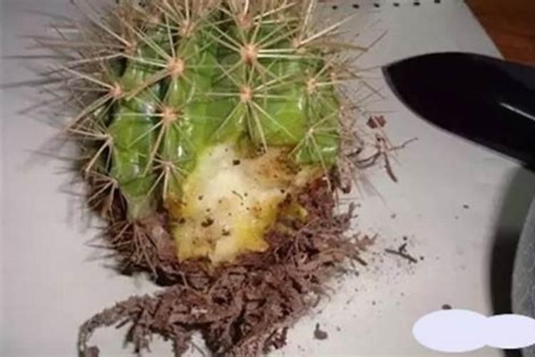 仙人球烂了怎么办，仙人球根部腐烂原因？