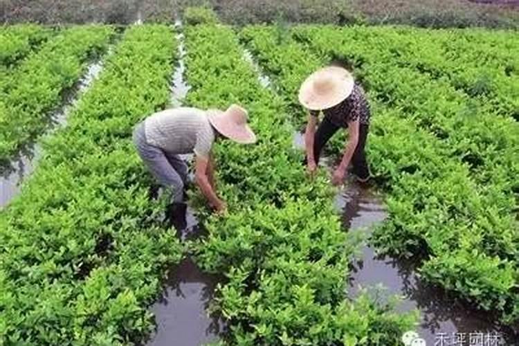 雨后苗木病害防治：策略与实践