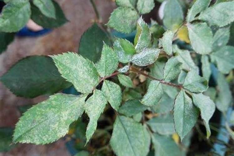 月季花白粉病的绿色盾牌：防治策略全解析