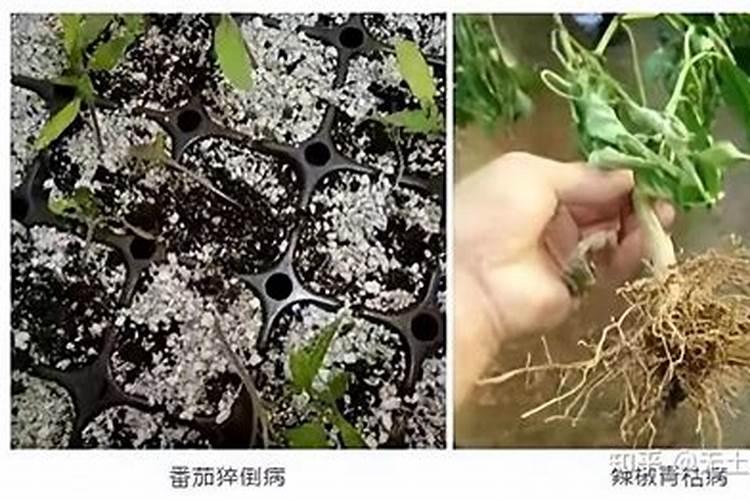 如何防治土传病害