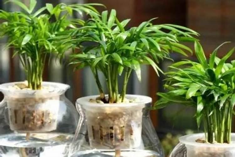 袖珍椰子：养殖秘籍与病害防御策略