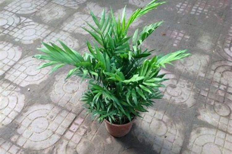 袖珍椰子植物防治