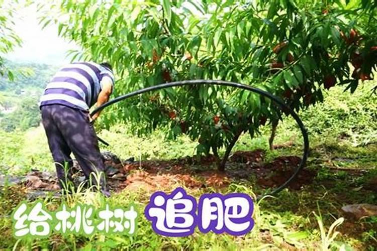 桃树追肥管理：三点关键注意事项