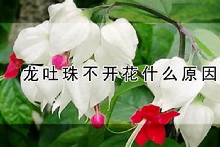 龙吐珠不开花什么原因？