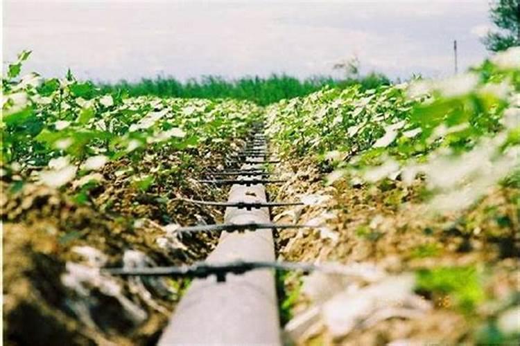 节水灌溉：冲施肥的正确打开方式？
