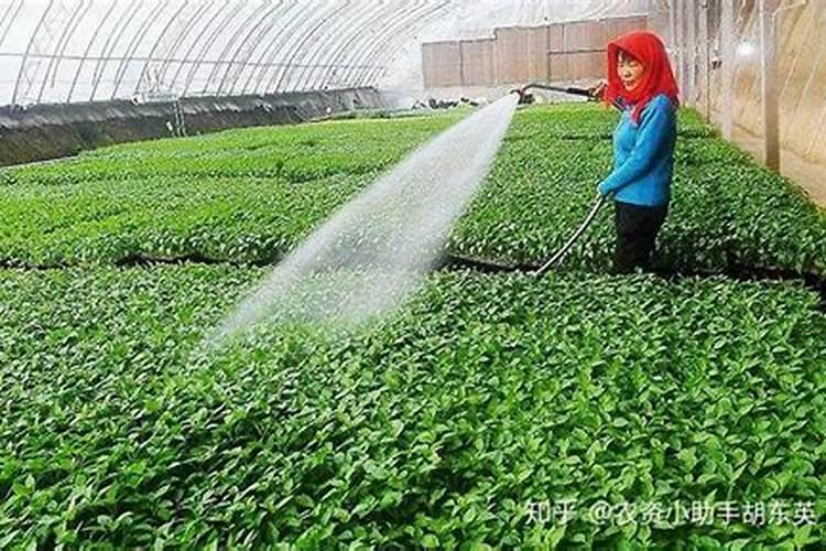 冲施肥是什么意思冲施肥与水溶肥的区别