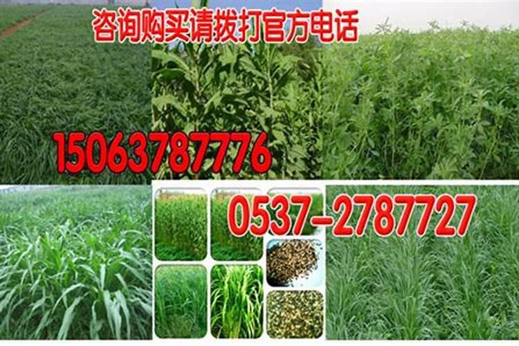 牧草种子的种类有哪些牧草种子怎么种