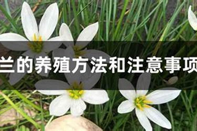葱兰的养殖方法和注意事项？
