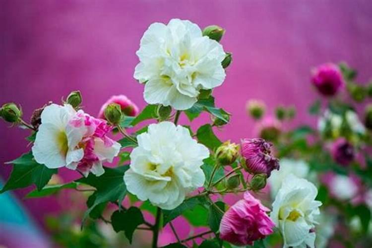 花开富贵：盆栽芙蓉花的养殖与养护秘籍