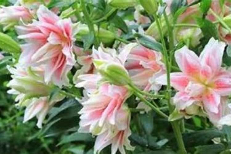东北百合：绽放在寒冷地带的高雅之花