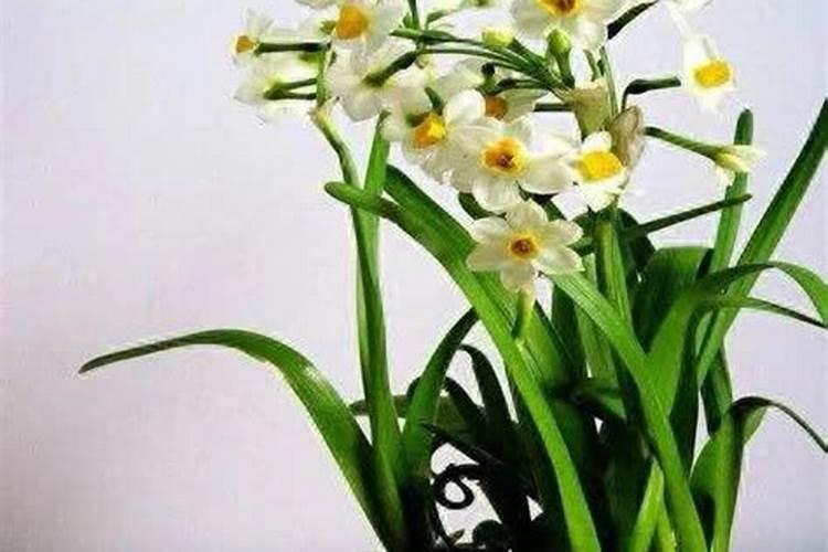揭秘水仙花的水养秘籍：绽放美丽，只需几步？