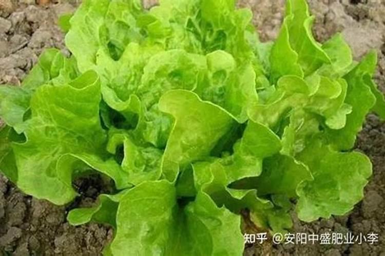 生菜是哪种钾肥含量高？