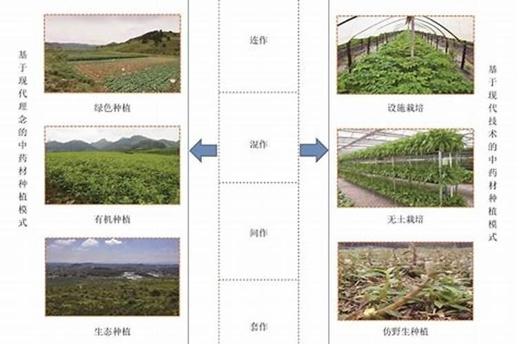 怎样科学种植中药材