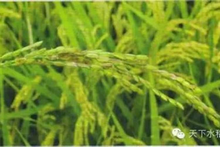 水稻缺钾有什么症状？！