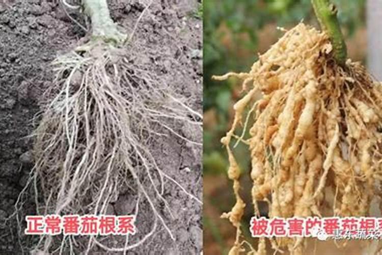 甘薯的守护者：根结线虫的综合防治策略