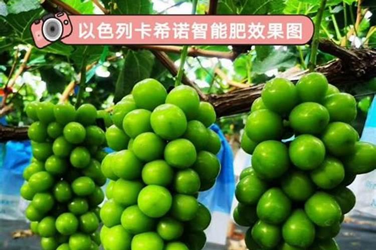 葡萄如何施用钾肥？——掌握葡萄施用钾肥技术的关键步骤