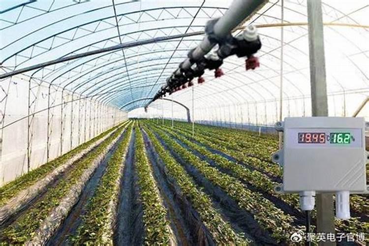 掌握温室番茄水分调控助力高效农业发展