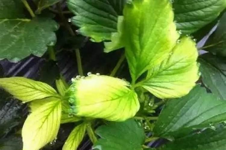 草莓缺氮有哪些症状？该施什么肥料补救