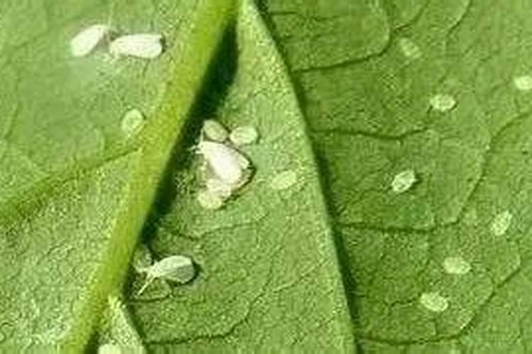白粉虱爆发！怎么治？