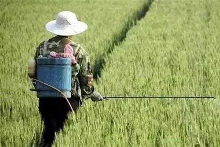 赤霉素、芸苔素、多效唑用法大汇总!