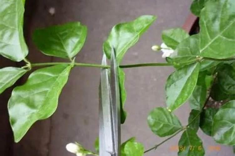 秋冬季茉莉花修剪指南：让爱花焕发新春