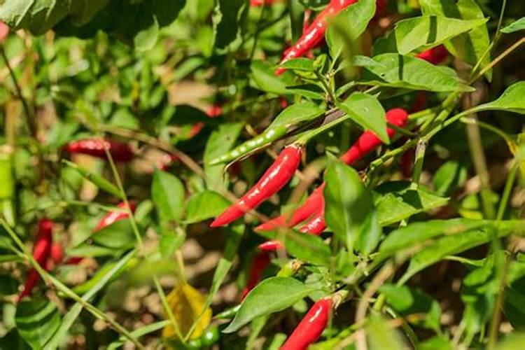 种植辣椒，株苗成片死棵是什么原因？
